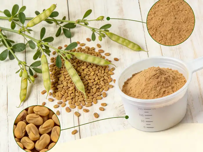 What to Look for When Sourcing Fenugreek Extract Powder in Bulk?